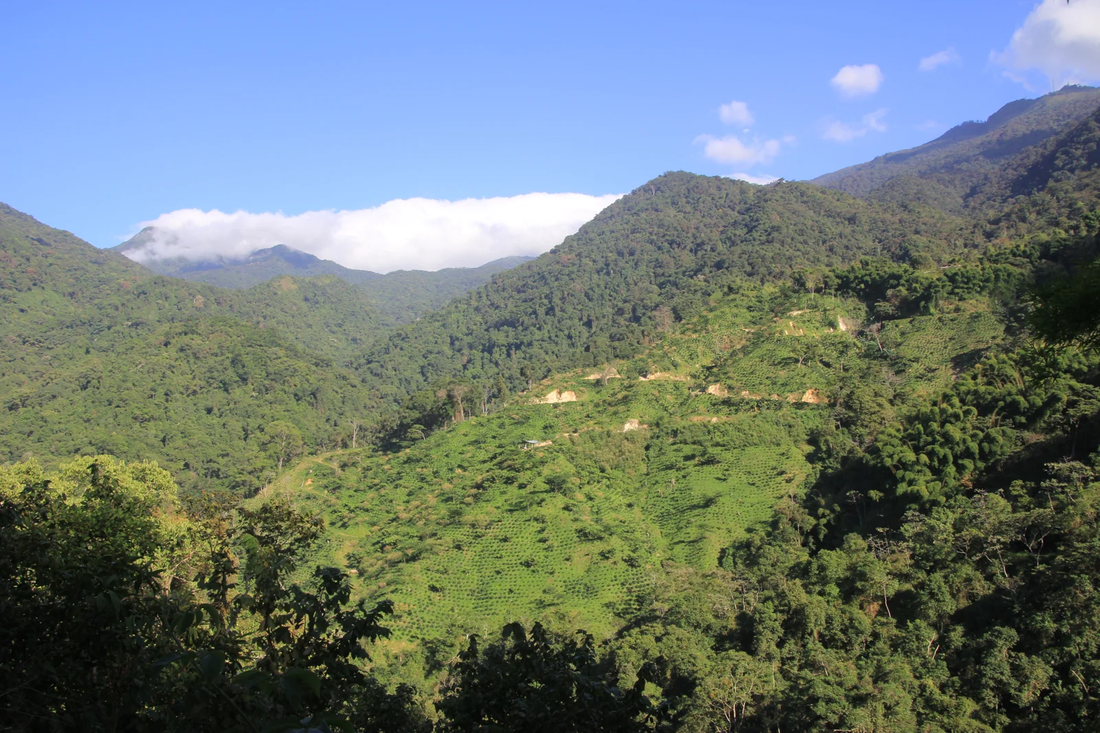 Fincas cafeteras y montañas boscosas de la Sierra Nevada cerca de Minca